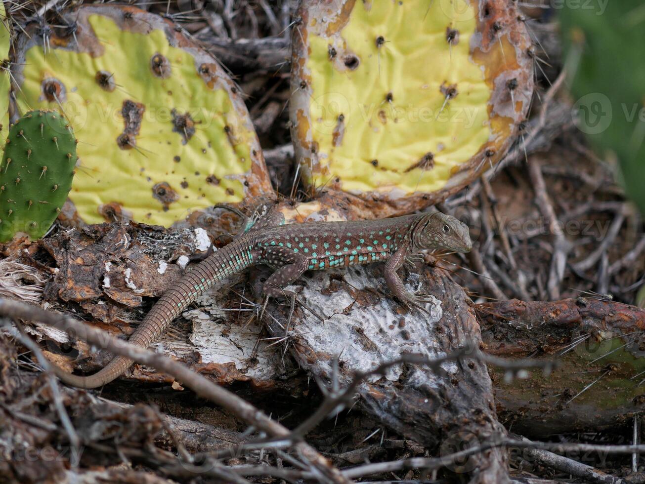 Blue lizard crawling on a cactus photo
