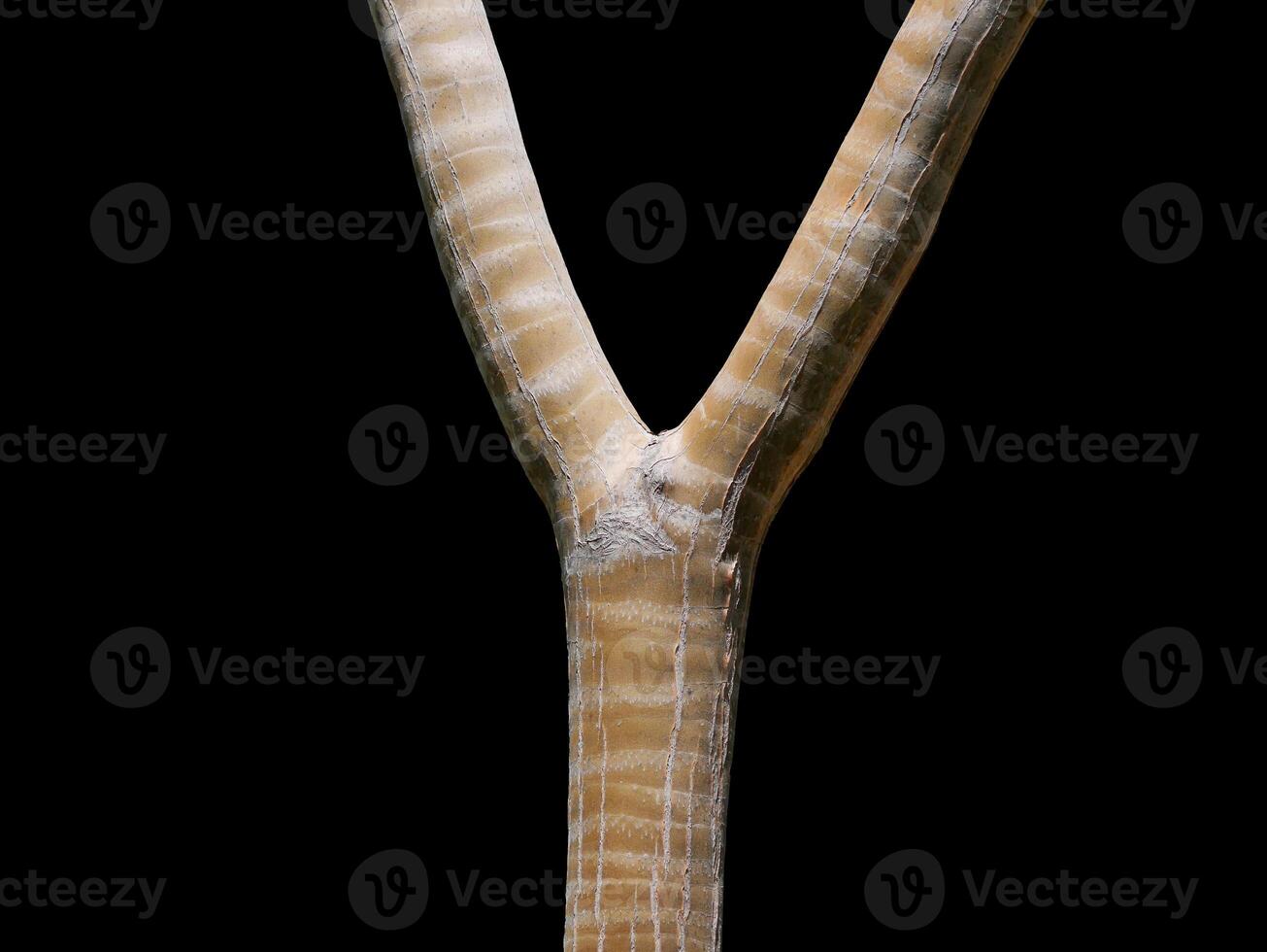 Forked tree trunk isolated on black background. Y-form, Y shape, slingshot tree brunch photo
