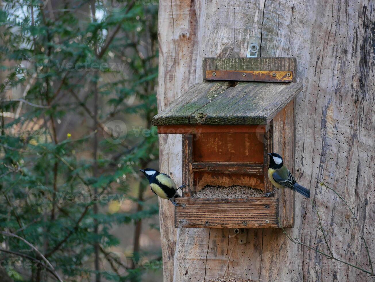 Two tomtits in a birdhouse eating seeds on the background of green trees photo