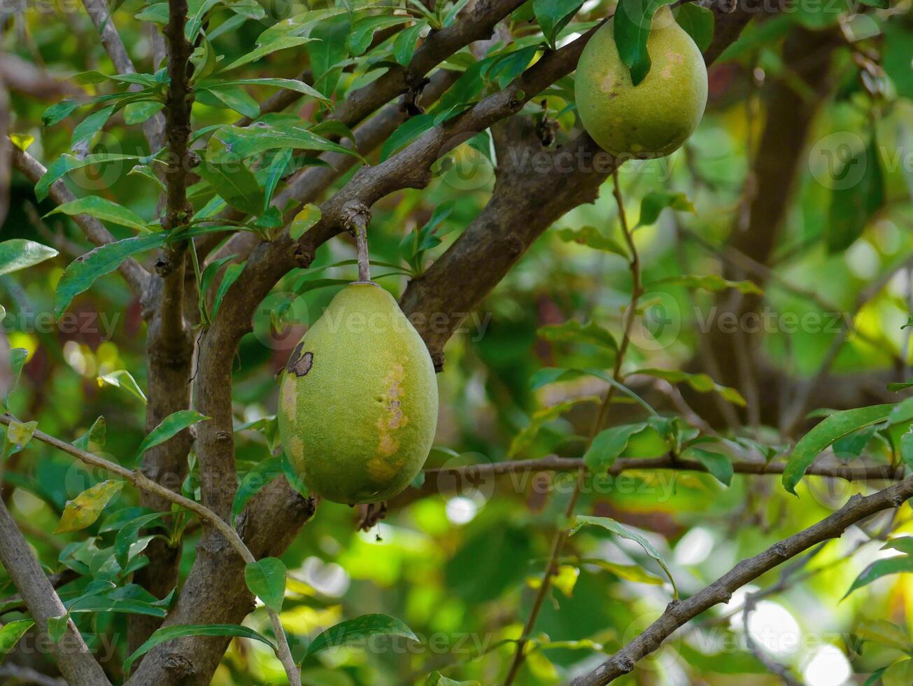 Crescentia cujete tree fruits in a botanical garden in Puerto de la Cruz, La Orotava, Tenerife photo