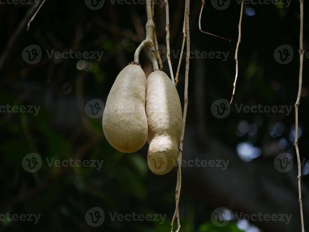 Two fruits of Kigelia africana sausage tree hanging on a tree in sunlight in botanical garden Tenerife photo