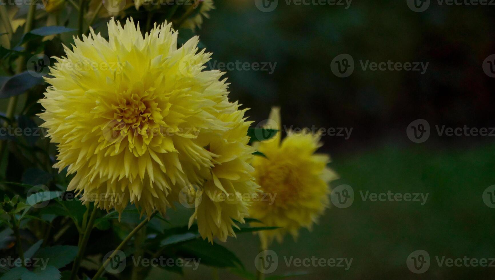Yellow peony-shaped Dahlia flowers growing in the garden. Cultivation of autumn decorative flowers. Wallpaper background. Banner format. photo