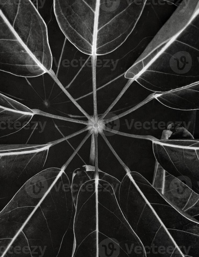 Natural black and white leaf background. Pattern for design wallpaper, poster, card or cover photo