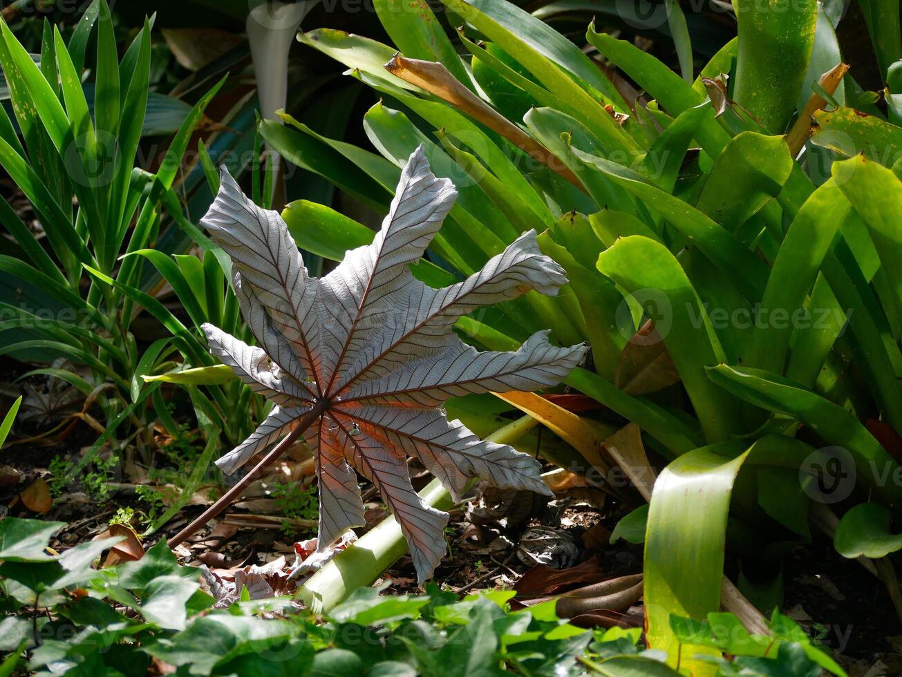 A large beautiful autumn fallen dried leaf lies on the grass photo