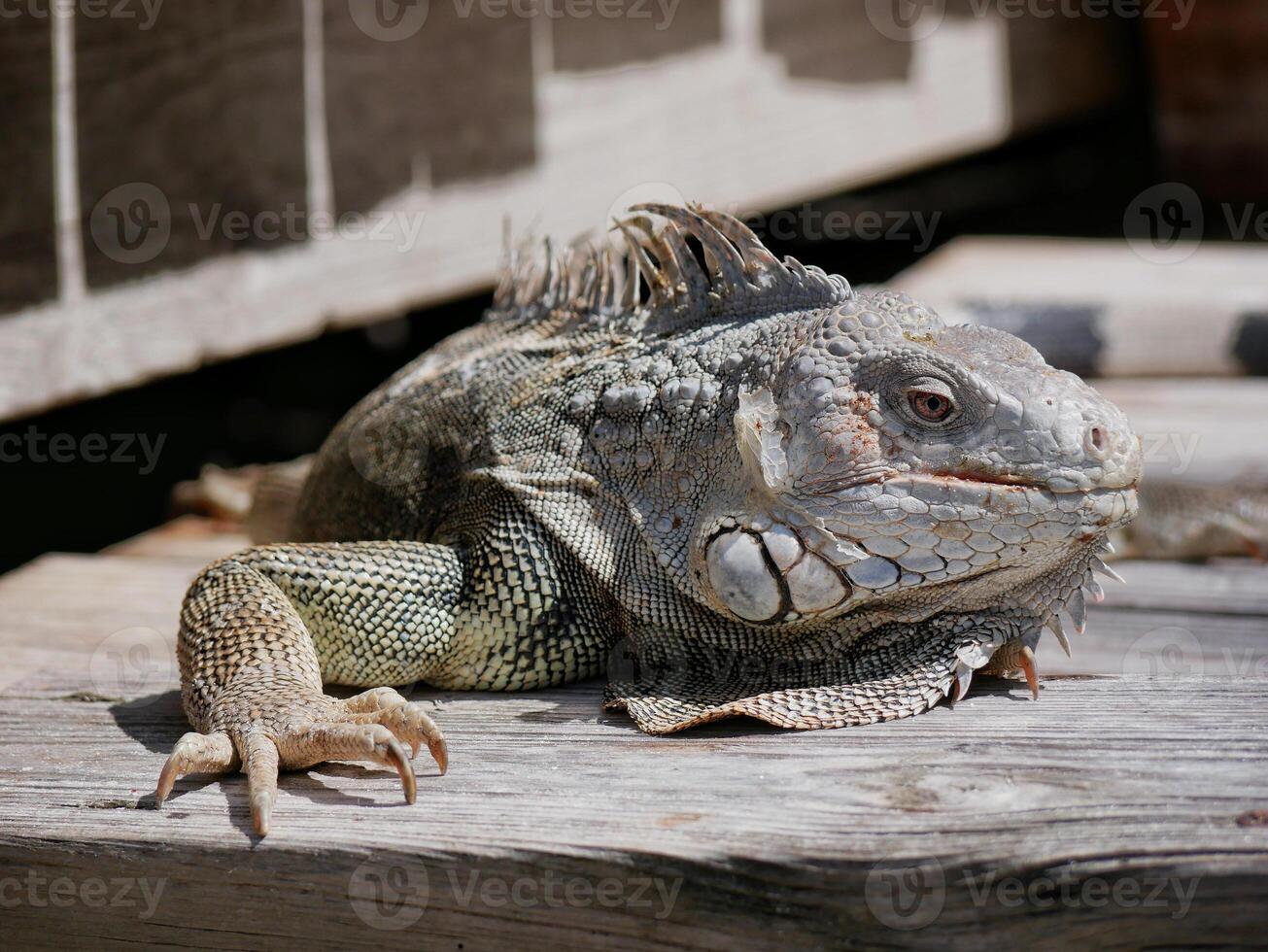 Huge iguana lizard on the beach in Aruba photo