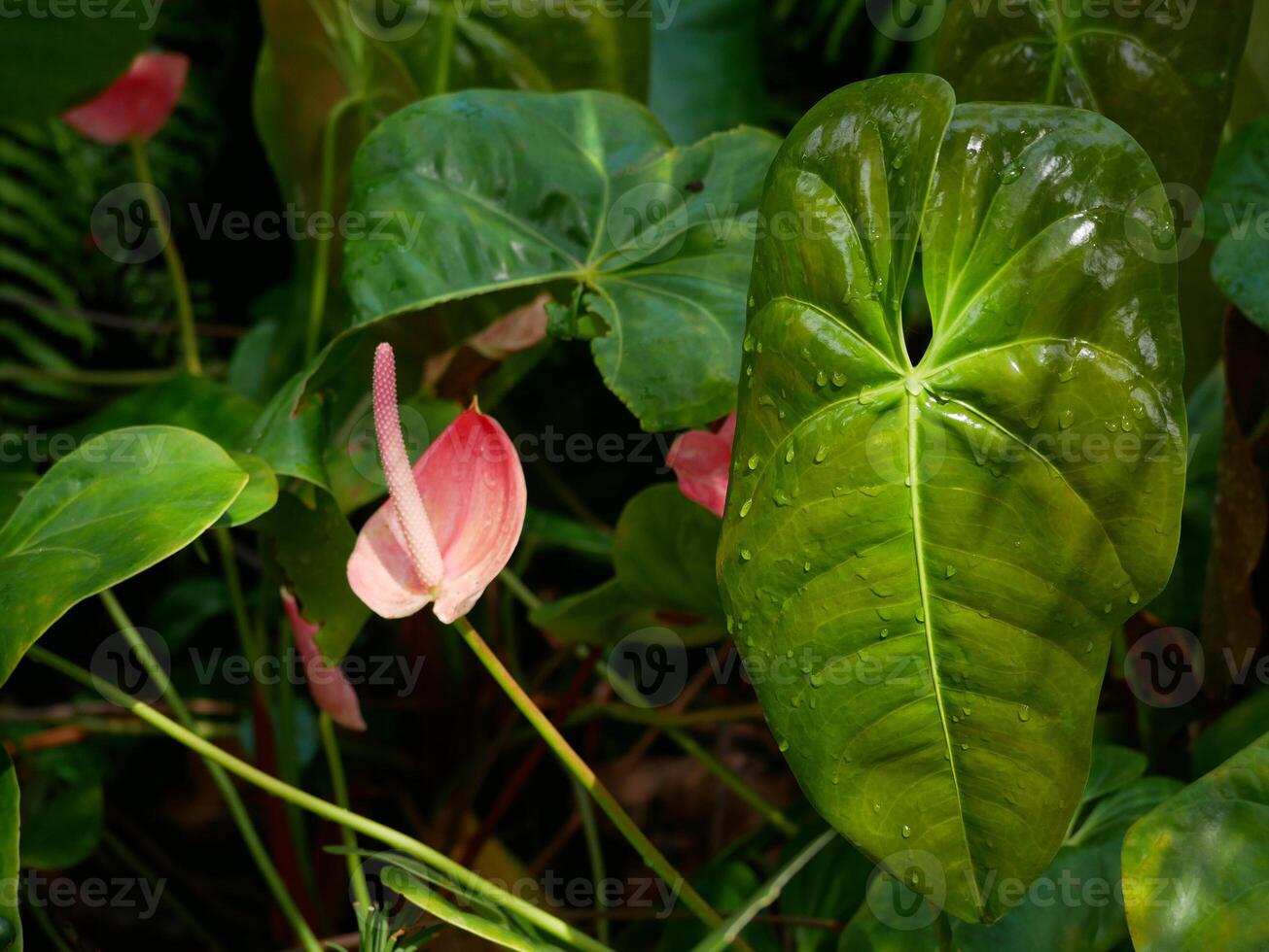 Anthurium andraeanum pink beautiful flower in sunlight close up. Tropical concept. Botanical garden in Puerto de la Cruz, Tenerife. Pattern for design wallpaper, poster, banner, card or cover photo