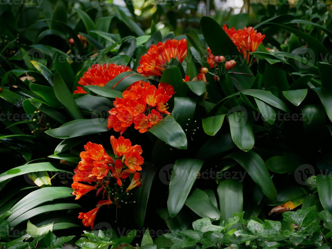 Clivia miniata red flowers blossom. Tropical jungle rainforest background wallpaper, poster, banner, card concept. Botanical garden in Puerto de la Cruz, La Orotava, Tenerife photo