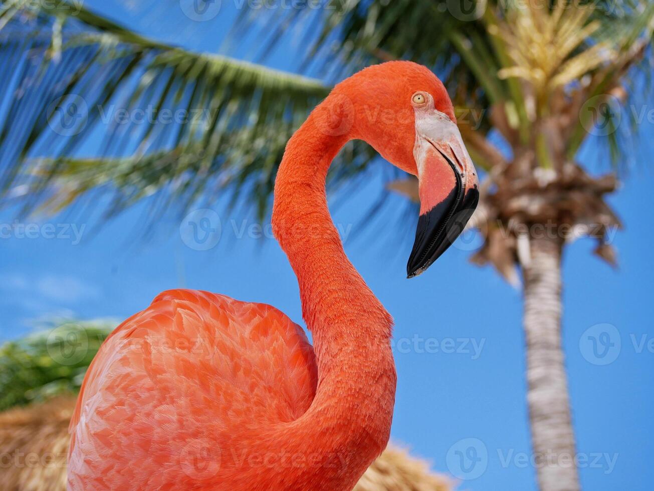 Flamingo on the Aruba beach close up photo
