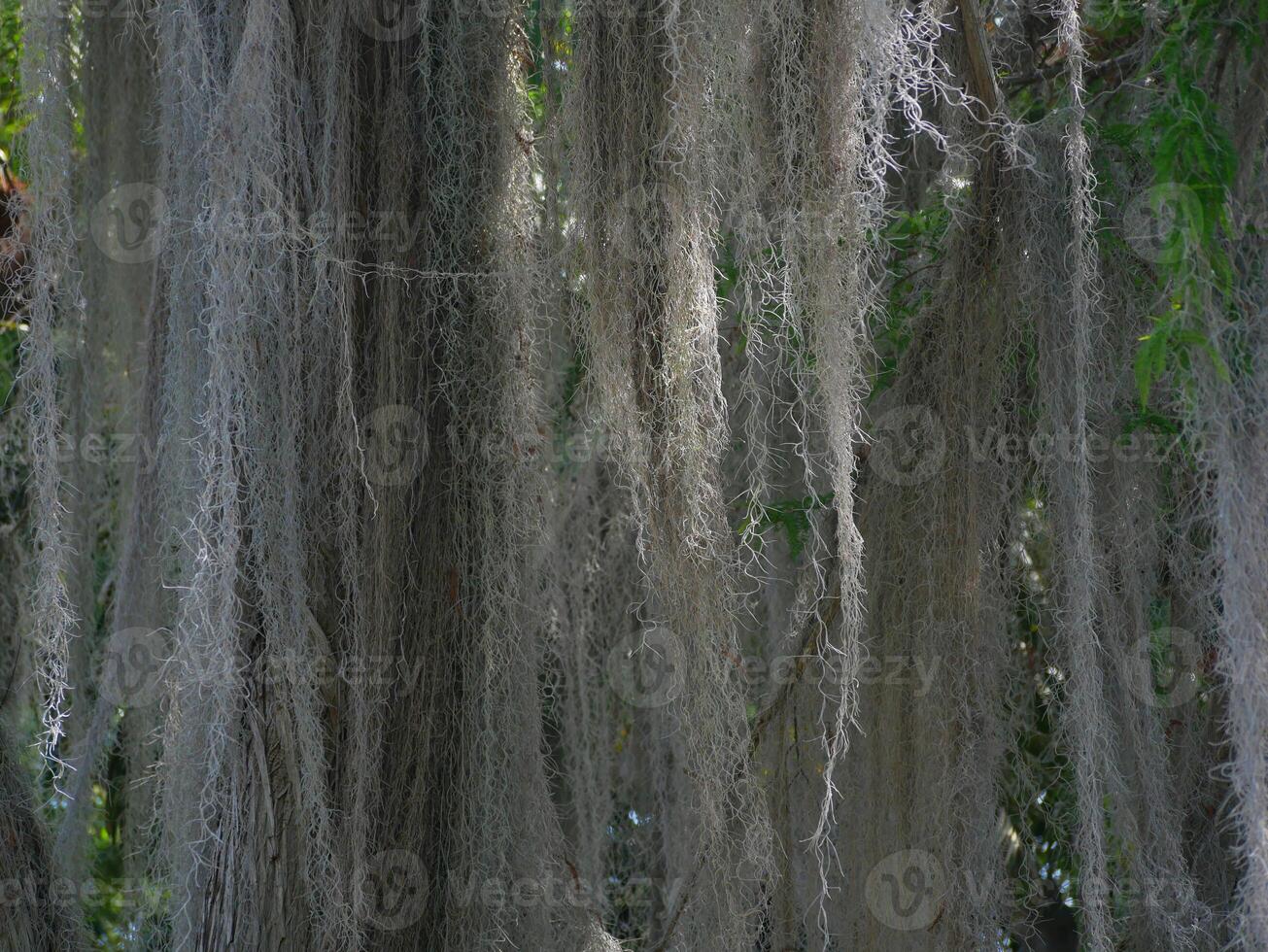 A huge Tillandsia usneoides hanging Epiphytic Spanish moss in a botanical garden in Puerto de la Cruz, Tenerife. Gardening concept. Pattern for design wallpaper, poster, banner, card or cover photo