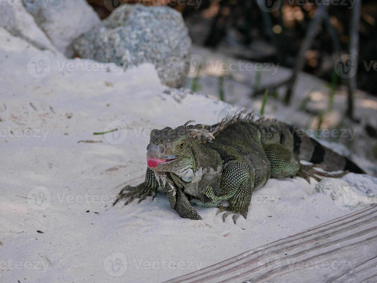 Huge iguana lizard on the beach in Aruba photo