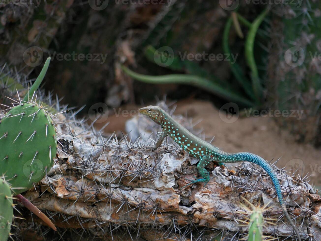 Blue lizard crawling on a cactus photo