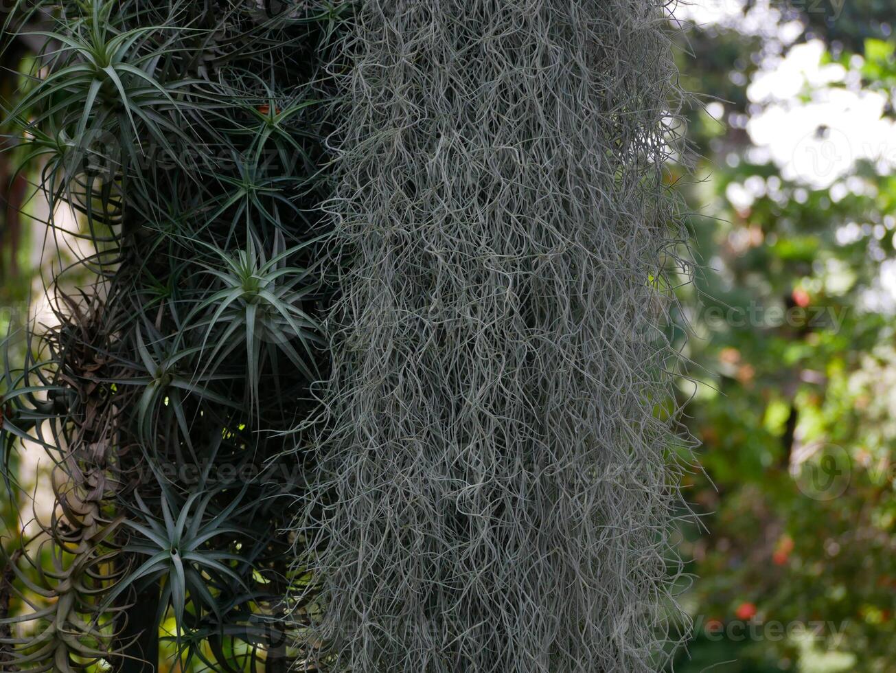 A huge Tillandsia usneoides hanging Epiphytic Spanish moss in a botanical garden in Puerto de la Cruz, Tenerife. photo