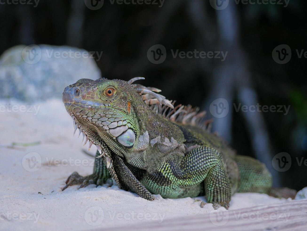 Huge iguana lizard on the beach in Aruba photo