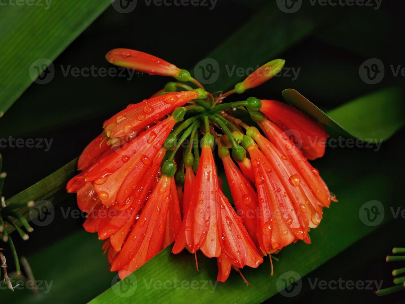 Close up of Clivia Nobilis. Hybrid blooming green-tip wild forest lily. Orange flowers of Amaryllidaceae. Tropical background concept. Botanical garden in Puerto de la Cruz, La Orotava, Tenerife photo