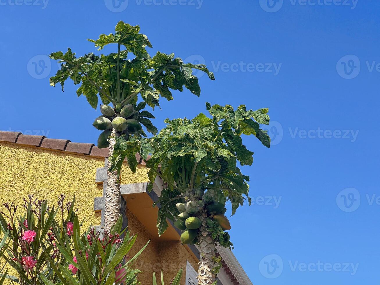 A papaya tree with papaya fruits growing in a garden near the house in La Orotava, Tenerife photo