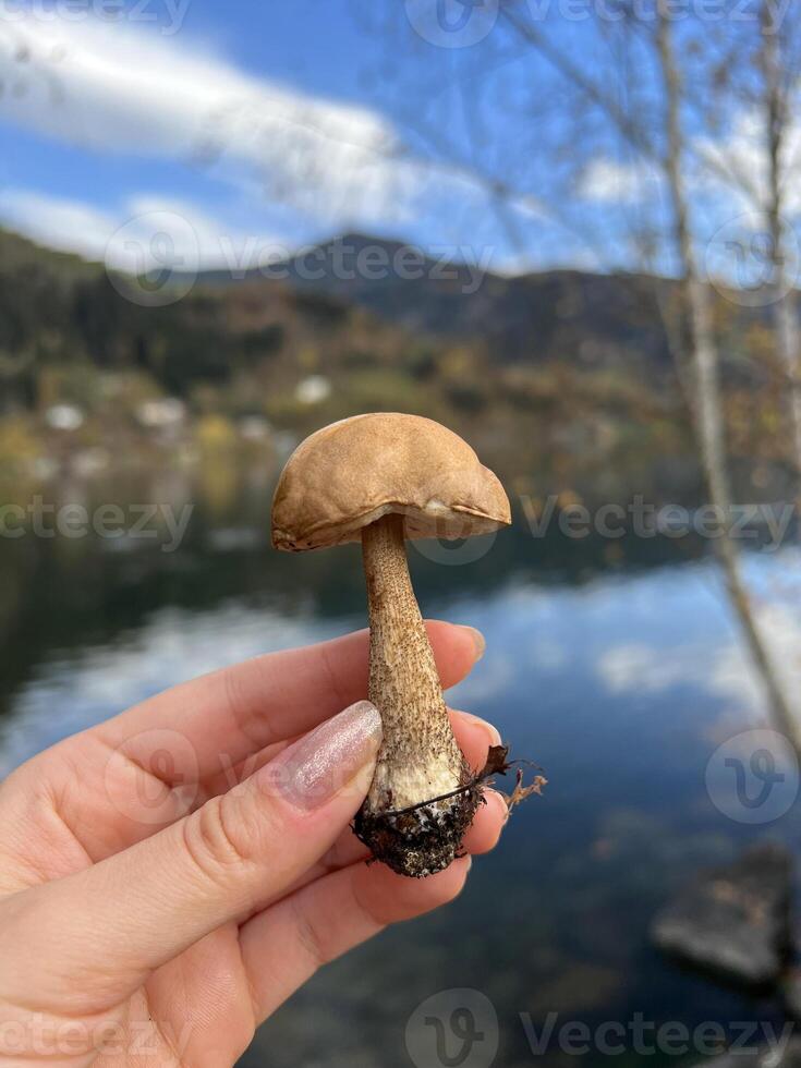 Leccinum Scabrum Boletus mushroom in a woman's hand against the background of a lake in autumn photo