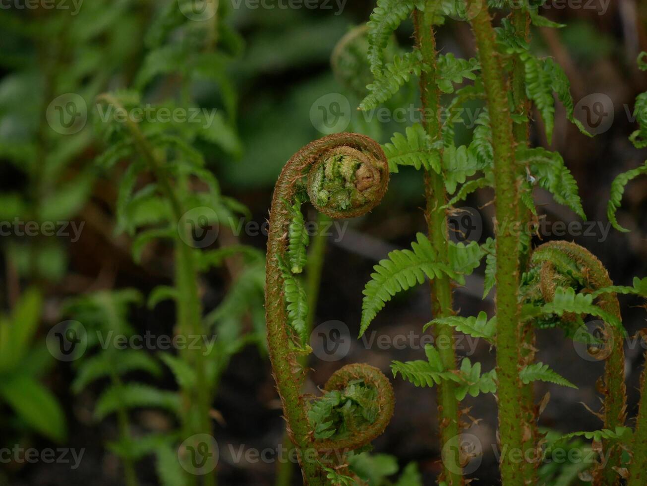 Young fern shoots at the blurred green background photo