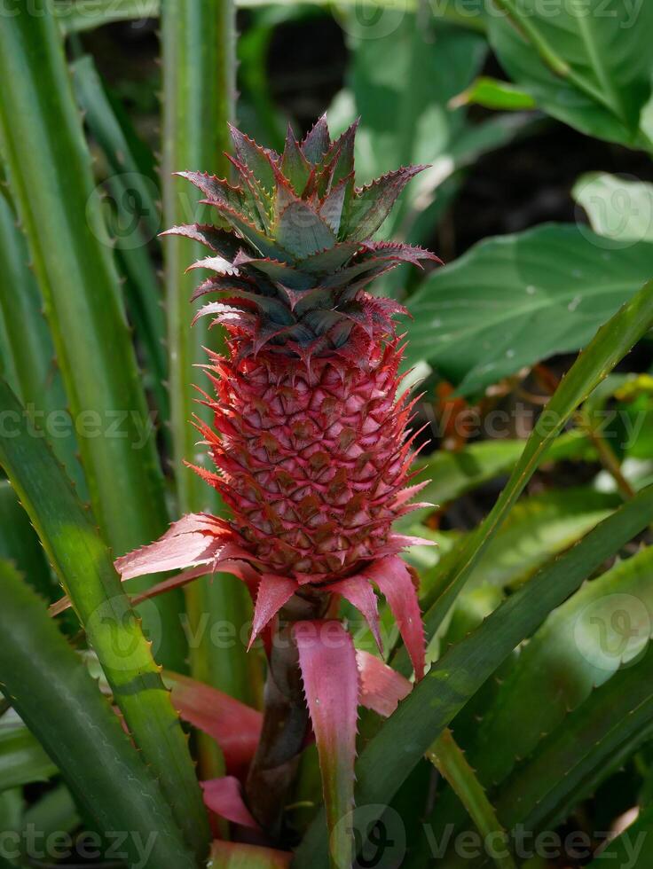 Close-up of growing pineapple fruit in a botanical garden in Puerto de la Cruz, La Orotava, Tenerife. Pattern for design wallpaper, poster, banner, card or cover. Tropical concept photo