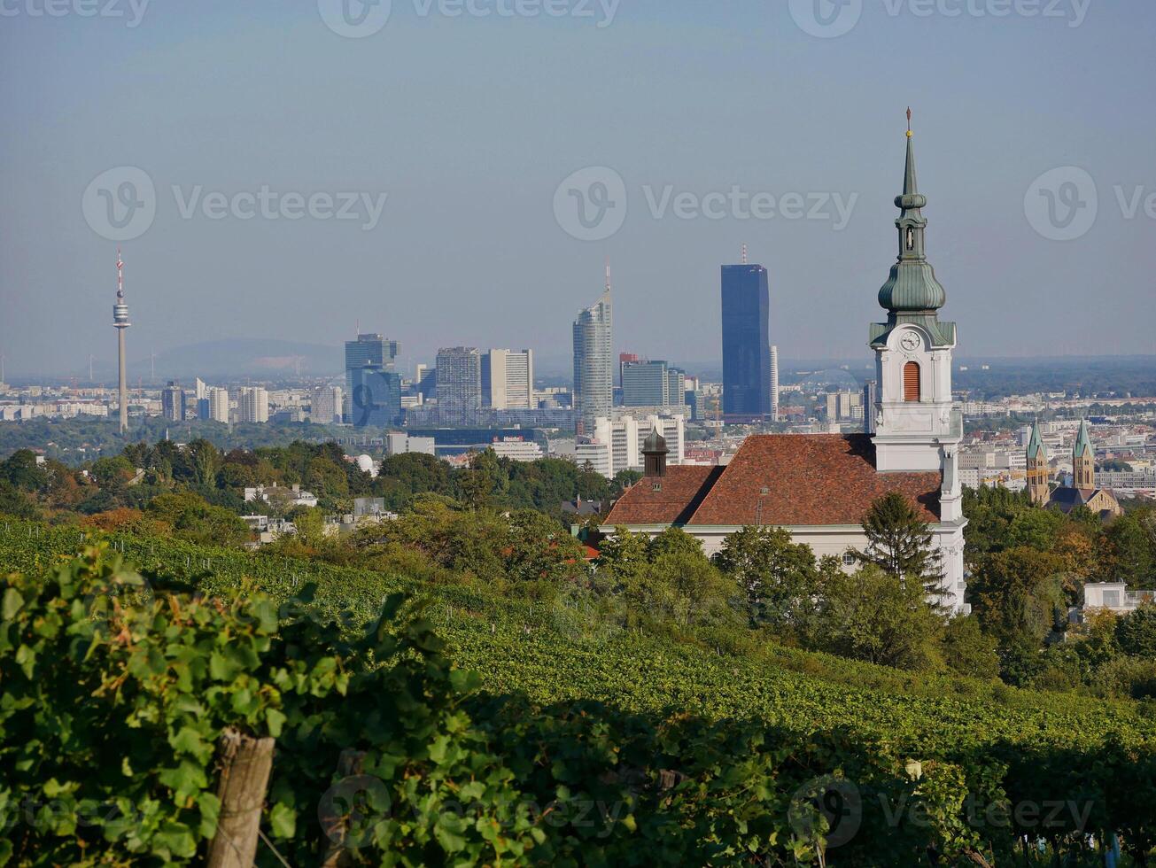 Vineyard rows during harvest season against the backdrop of the church panorama. Grapes cultivation for the production of wine in vineyards in Vienna, Kahlenberg mountain photo