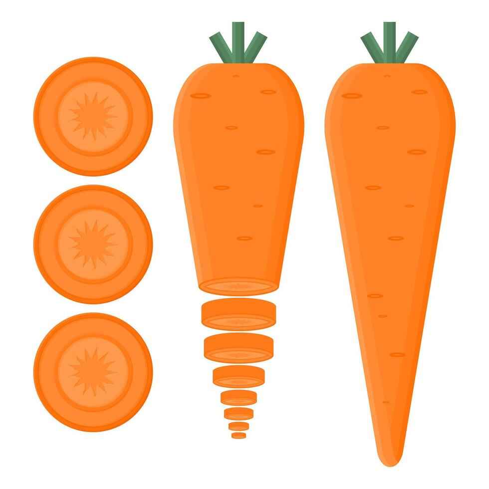 Healthy Orange Carrot . Healthy Vegetable Delicious Carrot. Fresh and Cut Carrot. vector