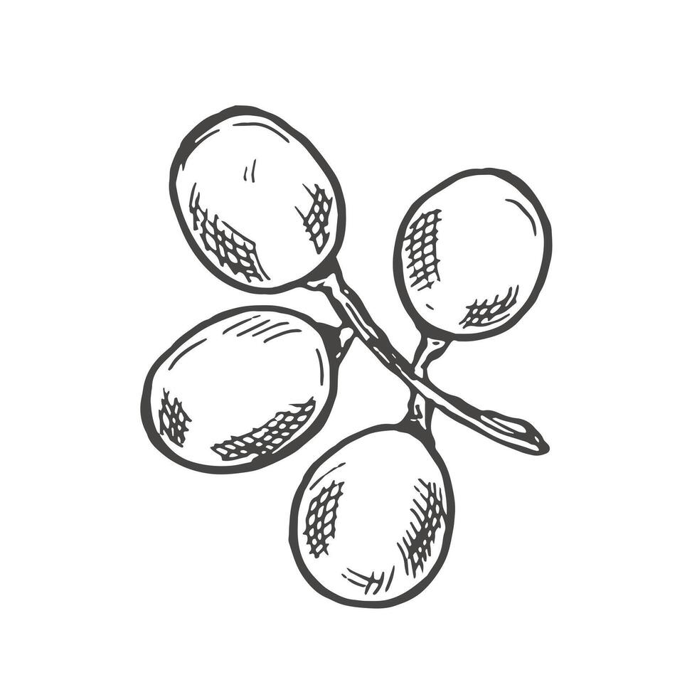 Branch of ripe grapes hand engraving. Grapevine with berries and leaf clip art. Hand drawn ink sketch of grape bunch vector