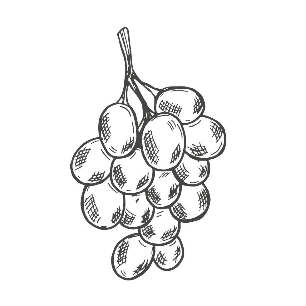 Branch of ripe grapes hand engraving. Grapevine with berries and leaf clip art. Hand drawn ink sketch of grape bunch vector