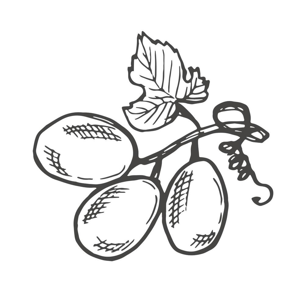 Branch of ripe grapes hand engraving. Grapevine with berries and leaf clip art. Hand drawn ink sketch of grape bunch vector