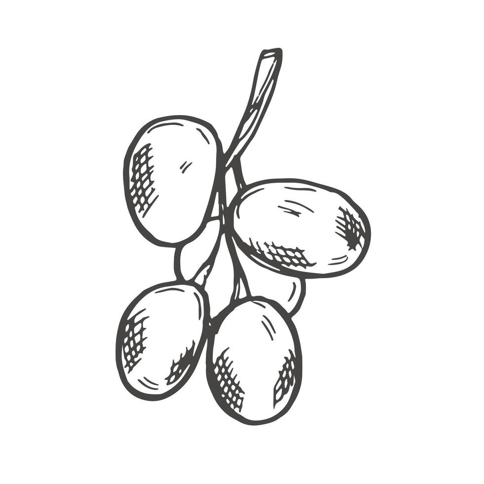 Branch of ripe grapes hand engraving. Grapevine with berries and leaf clip art. Hand drawn ink sketch of grape bunch vector