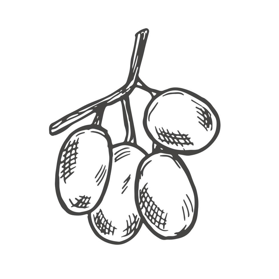 Branch of ripe grapes hand engraving. Grapevine with berries and leaf clip art. Hand drawn ink sketch of grape bunch vector