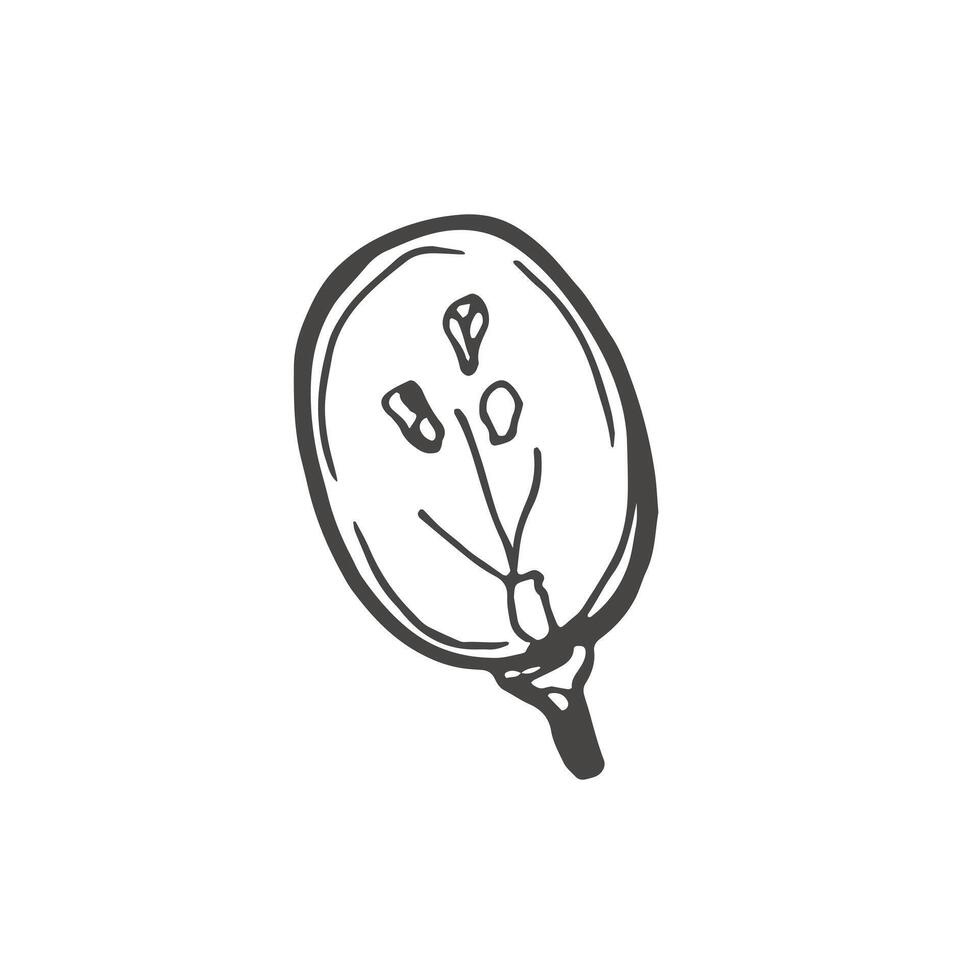 Line art single grape illustration vector