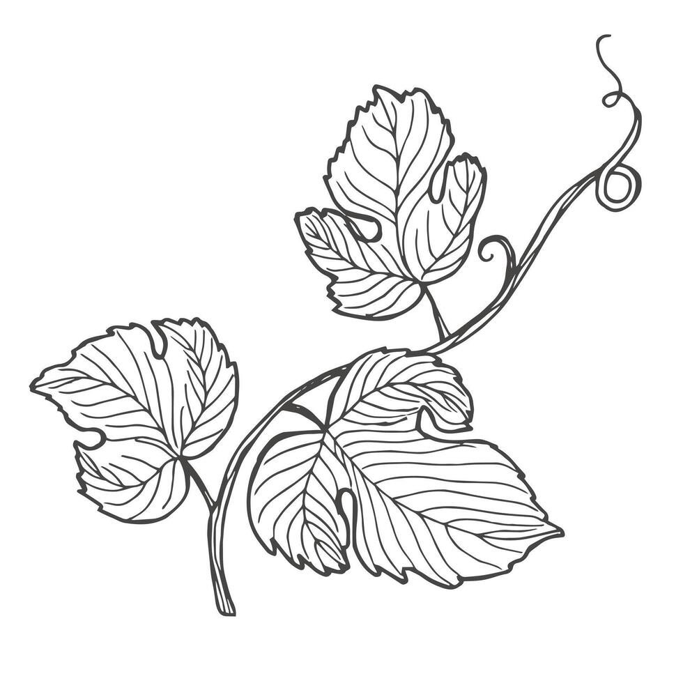 Hand drawn grape leaf sketch. Wine vine close up outline, leaves, berries. Black and white clip art isolated on white background. Antique vintage engraving illustration for design wine. vector