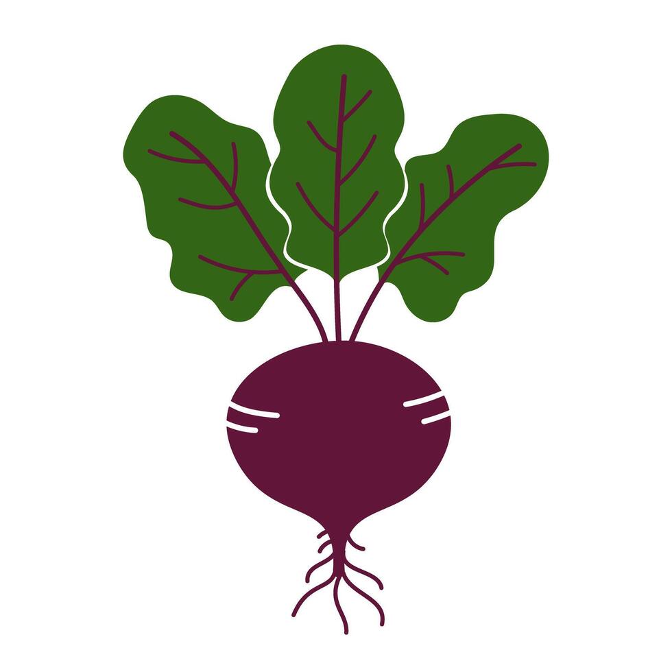 Beet flat icon isolated on white background vector