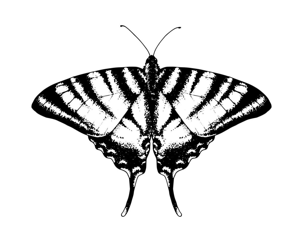 Butterfly podalirius swallowtail. Hand drawn illustration. Black and white graphic clip art on a background. Drawing of an insect with spread wings. Flying papilio sketch. For printing vector