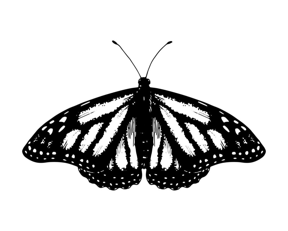 Butterfly monarch. Hand drawn illustration. Black and white graphic clip art on a background. Drawing of an insect with spread wings. Flying papilio sketch. For stickers or transfer tattoos vector