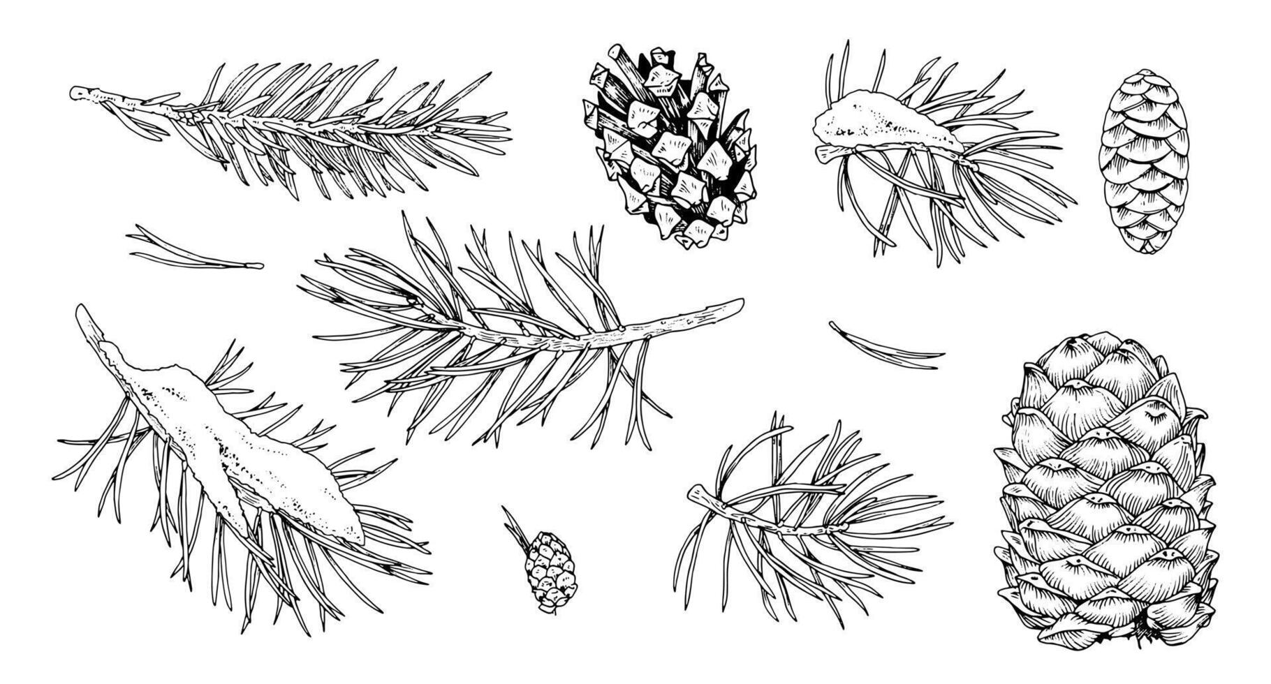 set of Christmas plants on white background. A hand drawn collection of coniferous branches, including fir and pine with pinecones. The line art captures the spirit of winter vector