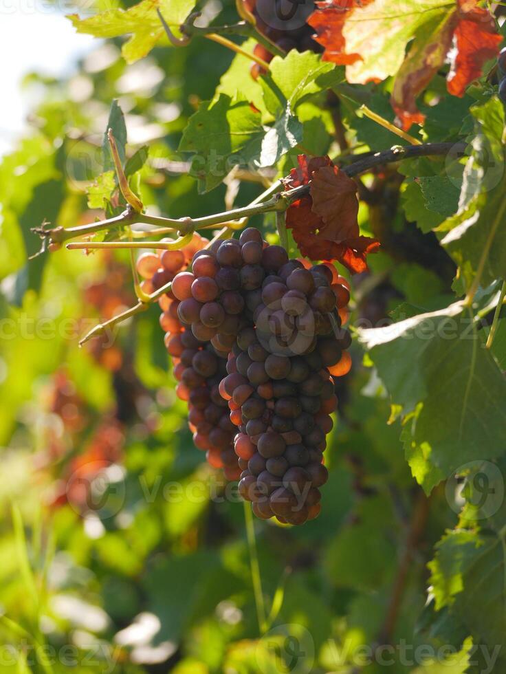 Ripe wine grapes hanging on vine in grape leaves. Close-up bunch of red blue grape growing in vineyard. Autumn harvest of grapes. Grapes cultivation for the production of wine photo