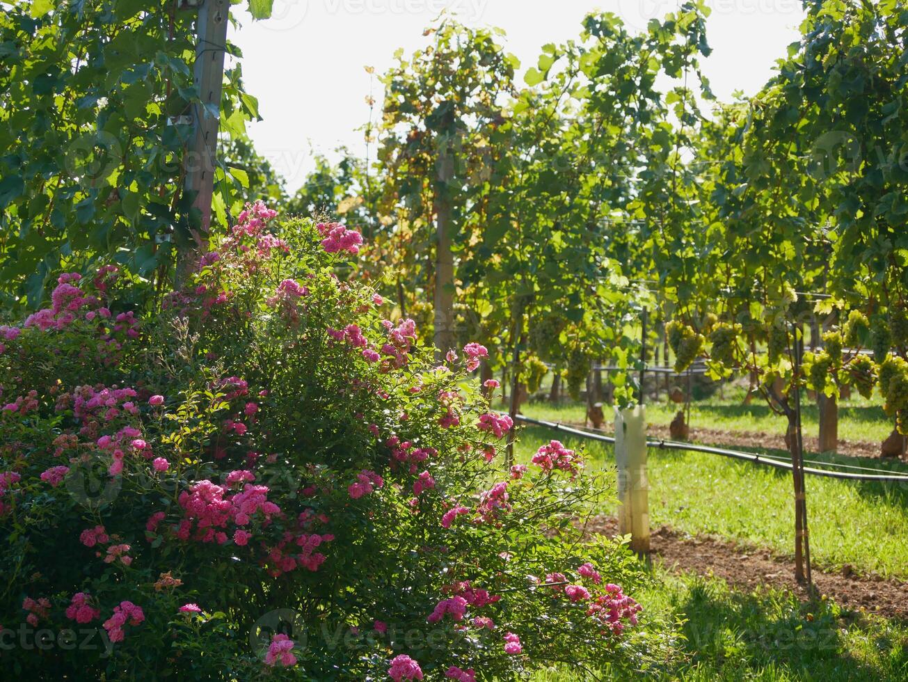 Pink rose bush growing in vineyard rows. Grapes cultivation for the production of wine in vineyards in Vienna. The concept of traditional agriculture of Austria photo