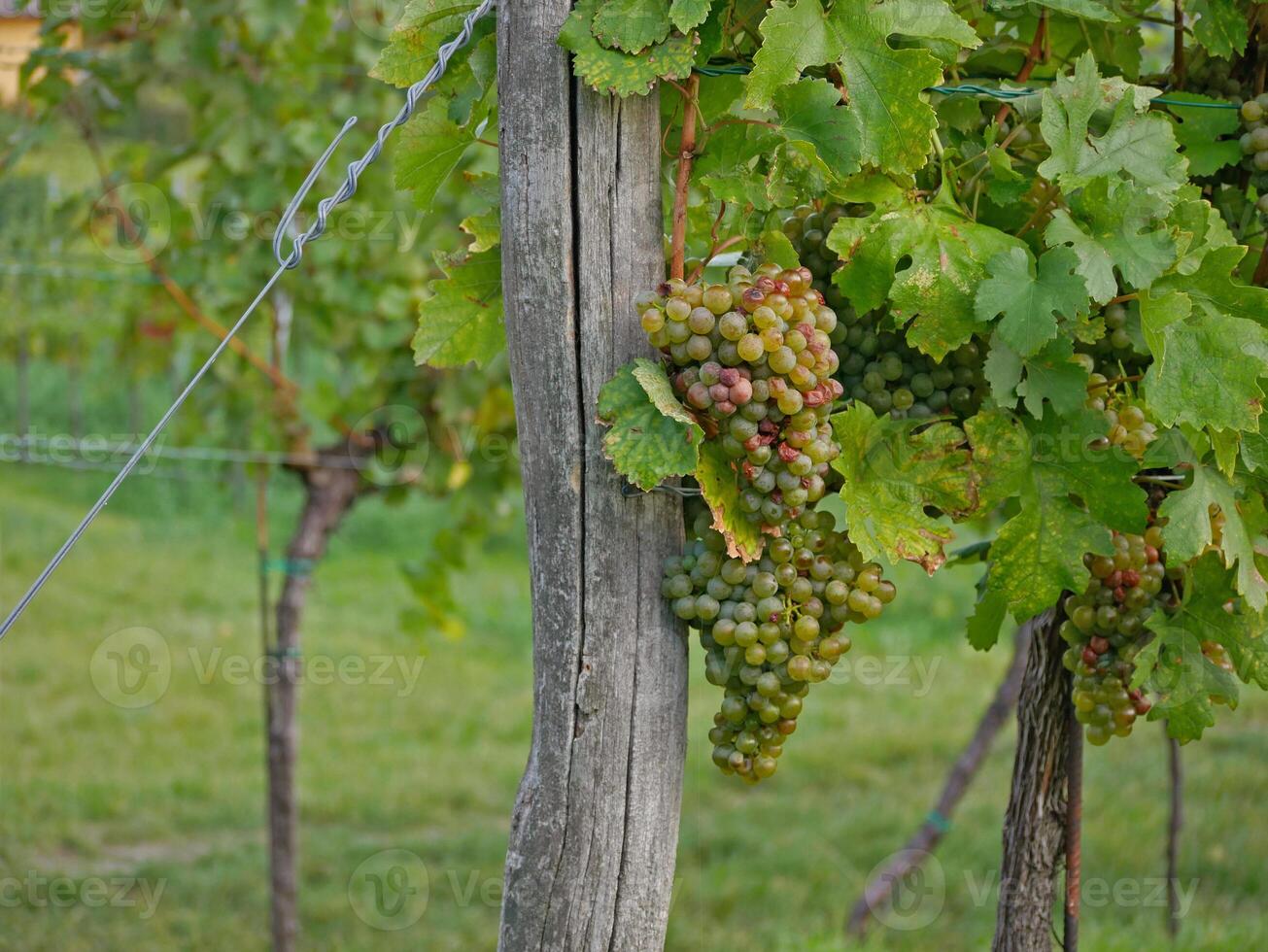 Ripe wine grapes hanging on vine in grape leaves. Close-up bunch of white green grape growing in vineyard. Autumn harvest of grapes. Grapes cultivation for the production of wine photo