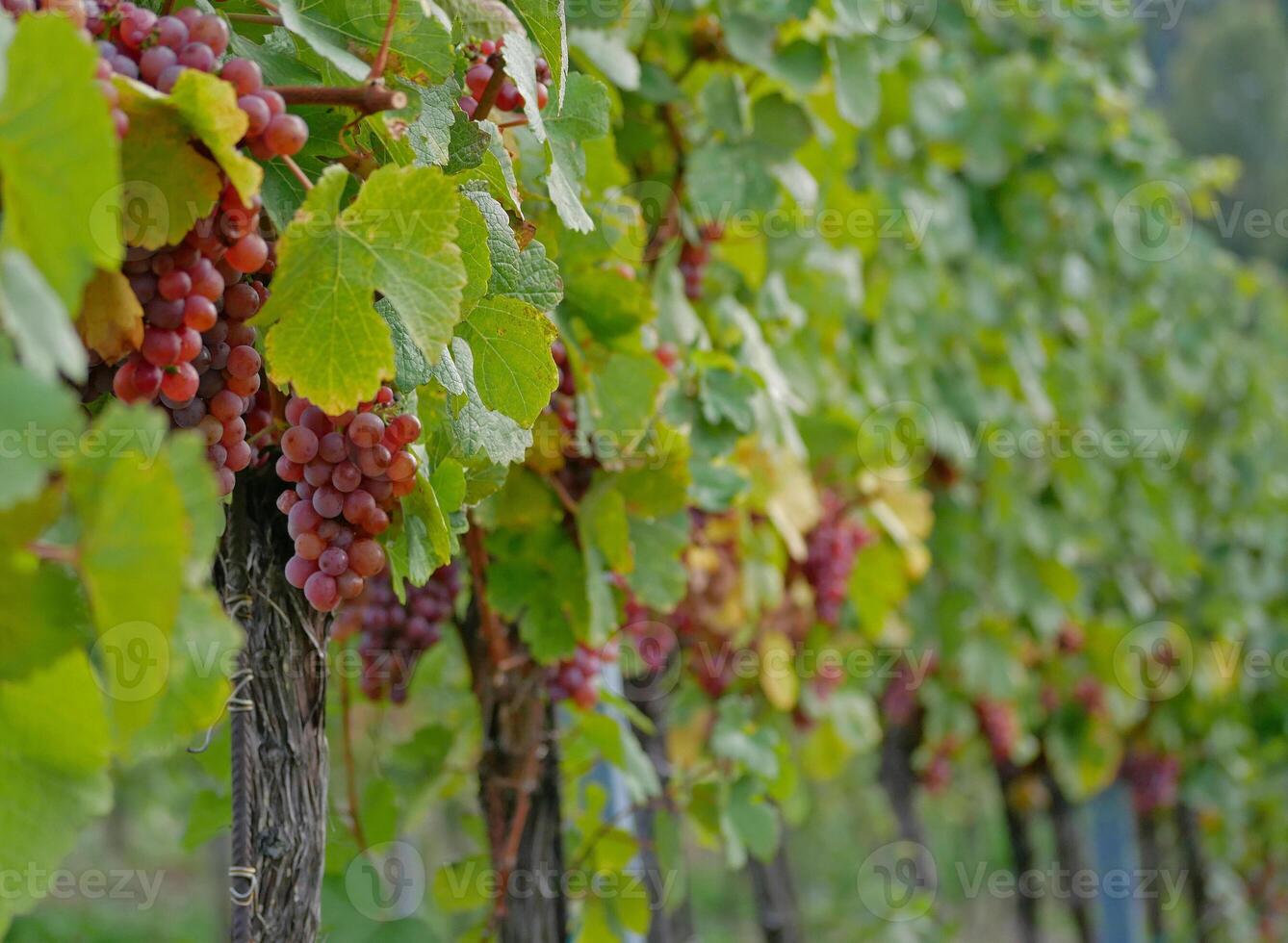 Ripe wine grapes hanging on vine in grape leaves. Close-up bunch of red blue grape growing in vineyard. Autumn harvest of grapes. Grapes cultivation for the production of wine photo