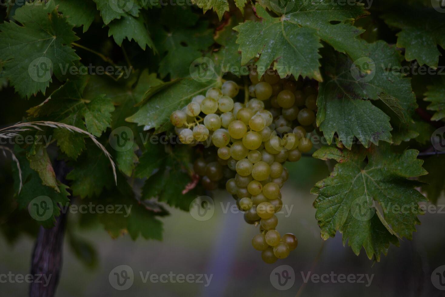 Ripe wine grapes hanging on vine in grape leaves. Close-up bunch of white green grape growing in vineyard. Autumn harvest of grapes. Grapes cultivation for the production of wine photo