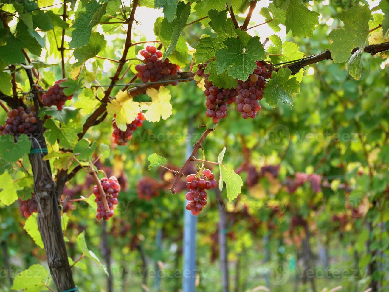 Ripe wine grapes hanging on vine in grape leaves. Close-up bunch of red blue grape growing in vineyard. Autumn harvest of grapes. Grapes cultivation for the production of wine photo