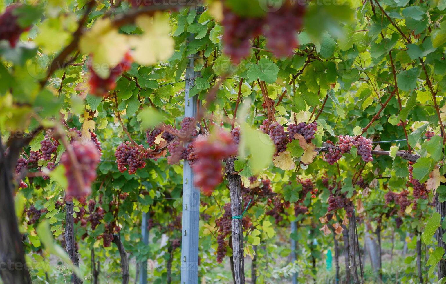 Ripe wine grapes hanging on vine in grape leaves. Close-up bunch of red blue grape growing in vineyard. Autumn harvest of grapes. Grapes cultivation for the production of wine photo