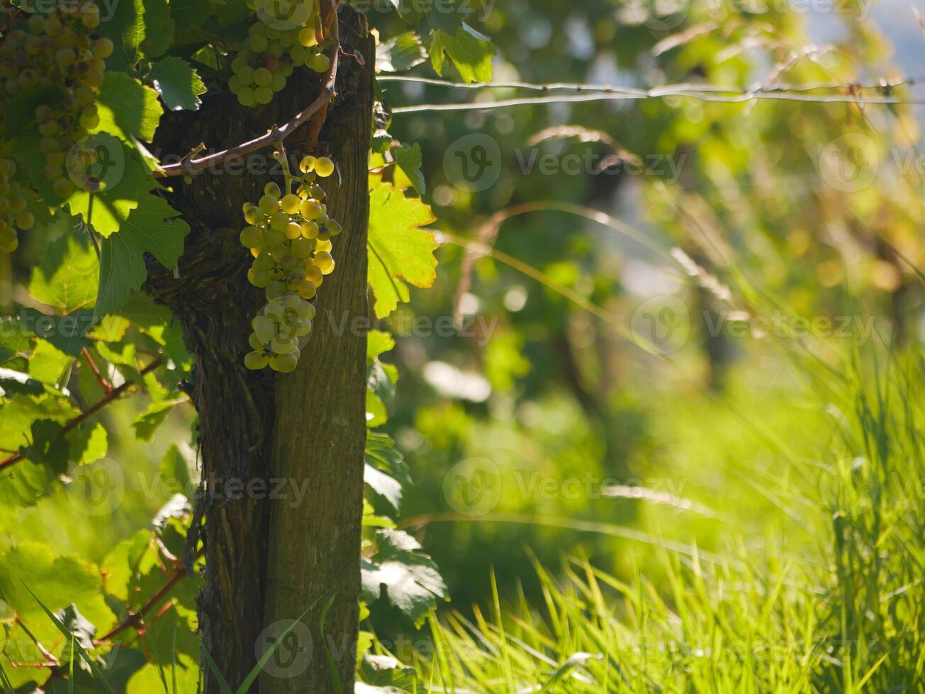 Ripe wine grapes hanging on vine in grape leaves. Close-up bunch of white green grape growing in vineyard. Autumn harvest of grapes. Grapes cultivation for the production of wine photo