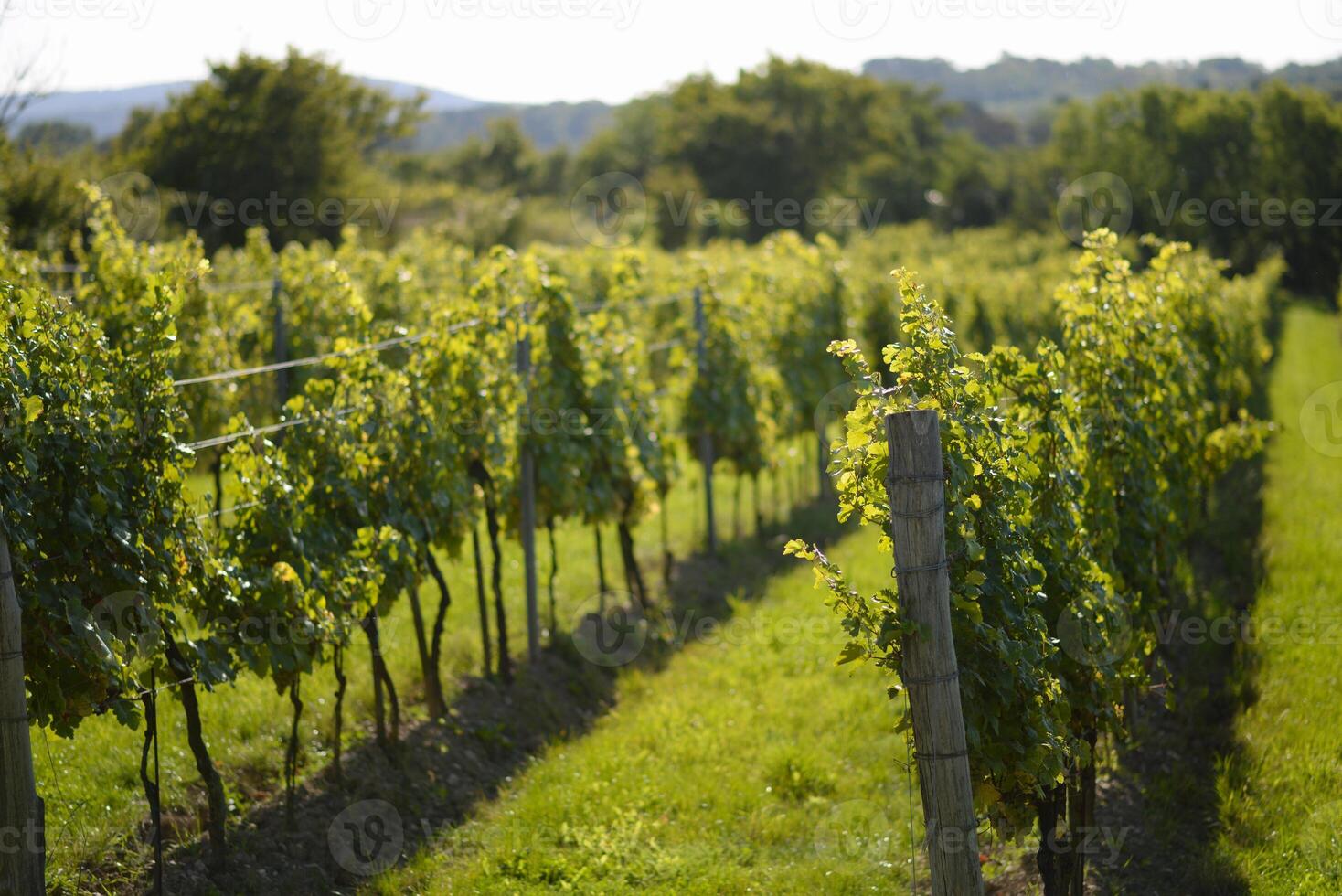 Vineyard rows during harvest season. Grapes cultivation for the production of wine in vineyards in Vienna, Kahlenberg mountain. The concept of traditional agriculture of Austria photo