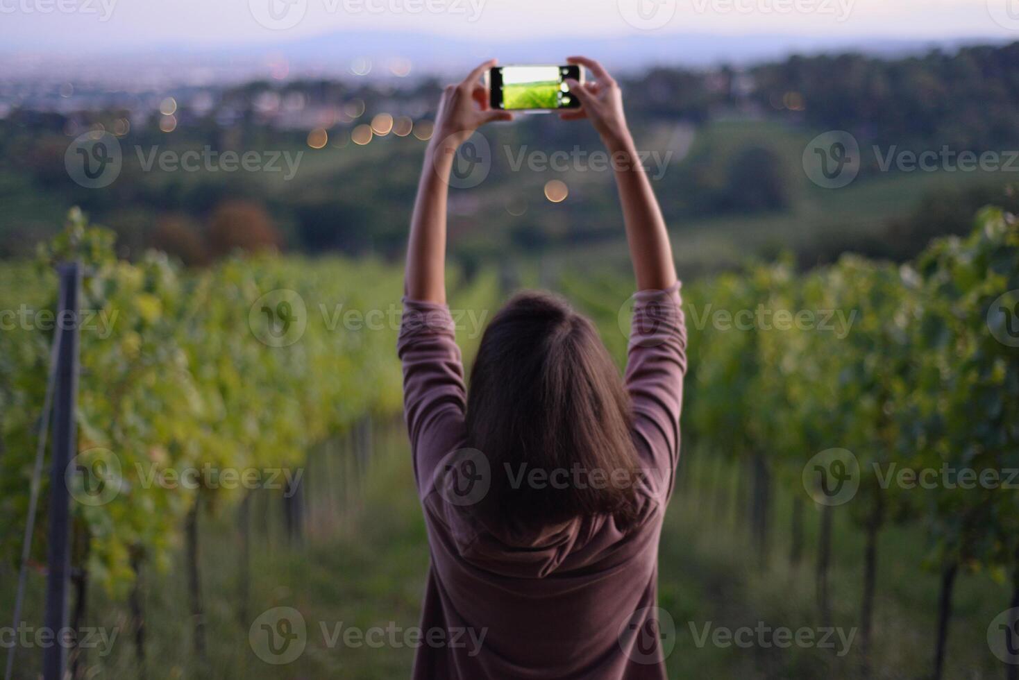 A girl taking a photo of vineyard rows during harvest season. Grapes cultivation for the production of wine in vineyards in Vienna, Kahlenberg mountain