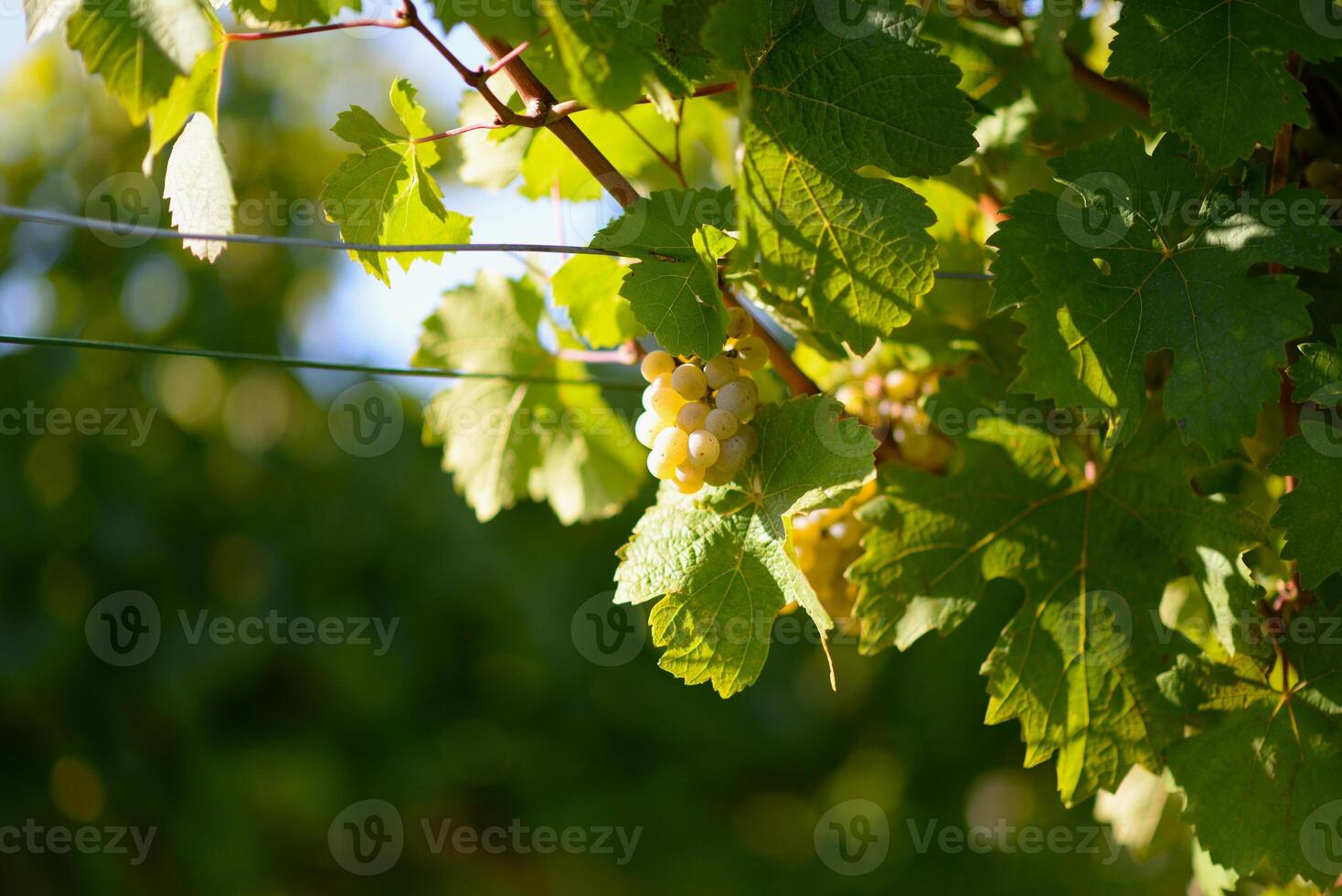 Ripe wine grapes hanging on vine in grape leaves. Close-up bunch of white green grape growing in vineyard. Autumn harvest of grapes. Grapes cultivation for the production of wine photo