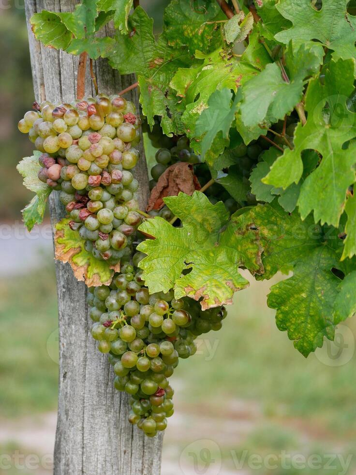 Overripe, spoiled, diseased wine grapes hanging on vine in grape leaves. Close-up bunch of white green grape growing in vineyard. Autumn harvest of grapes photo