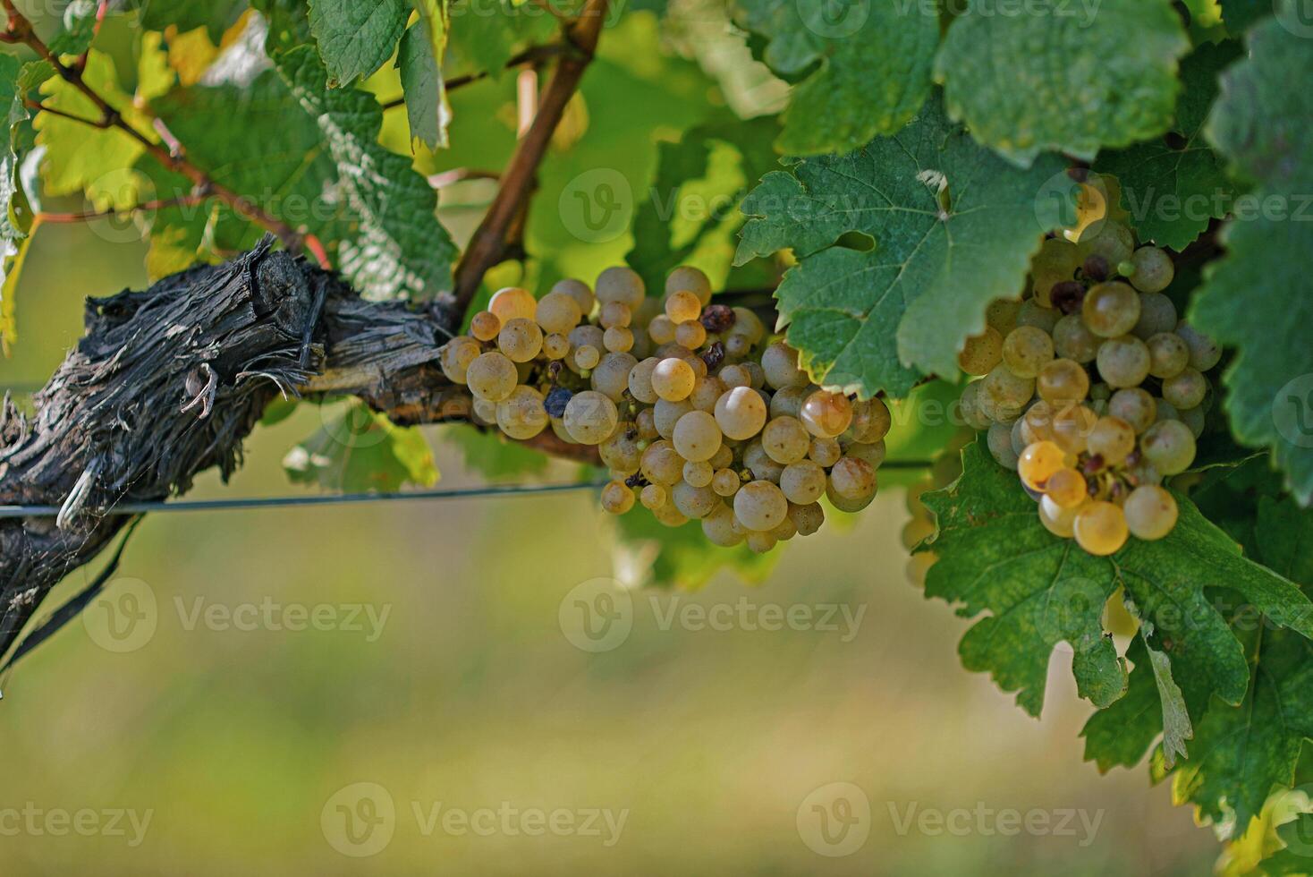 Ripe wine grapes hanging on vine in grape leaves. Close-up bunch of white green grape growing in vineyard. Autumn harvest of grapes. Grapes cultivation for the production of wine photo