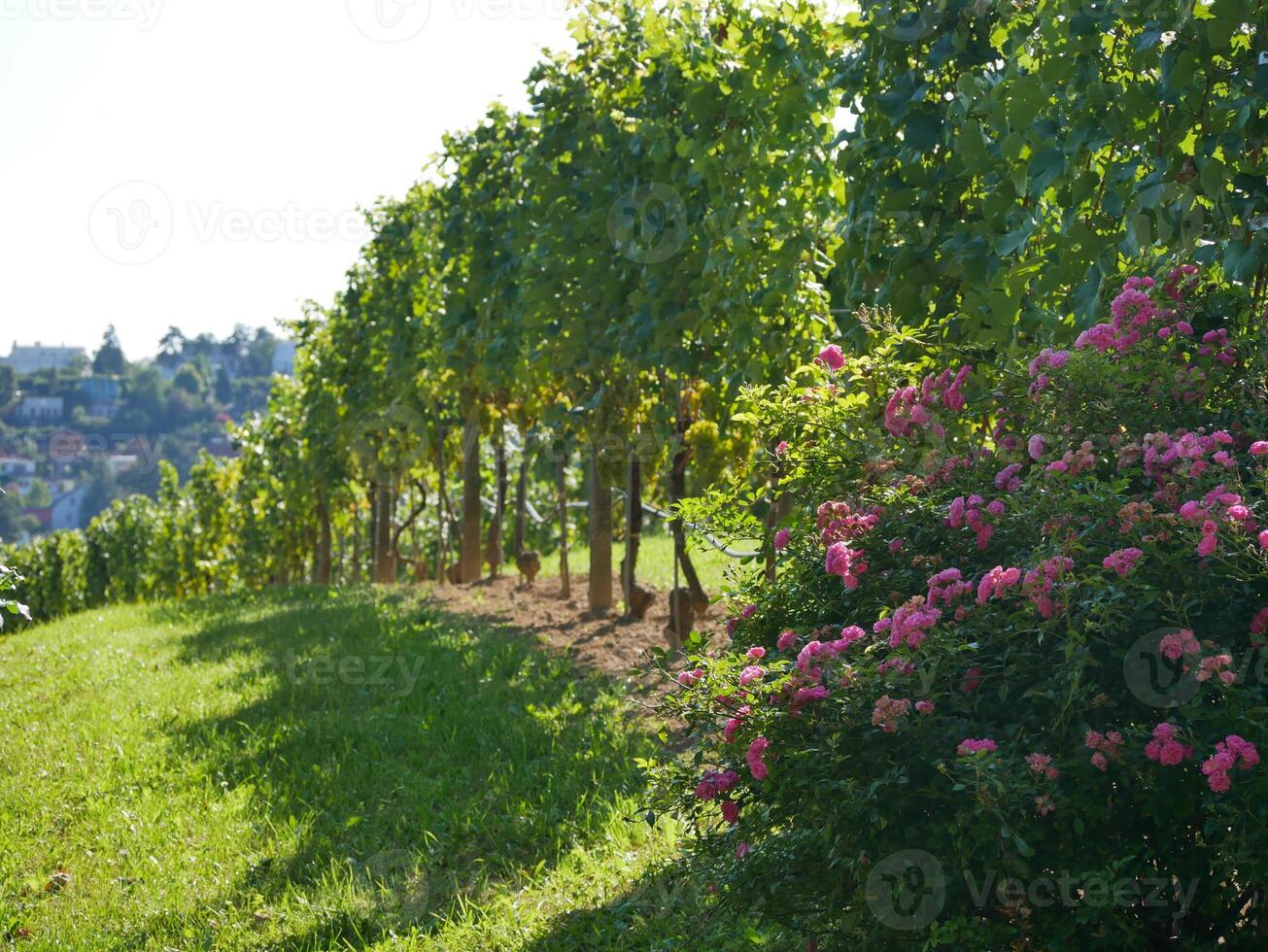 Pink rose bush growing in vineyard rows. Grapes cultivation for the production of wine in vineyards in Vienna. The concept of traditional agriculture of Austria photo