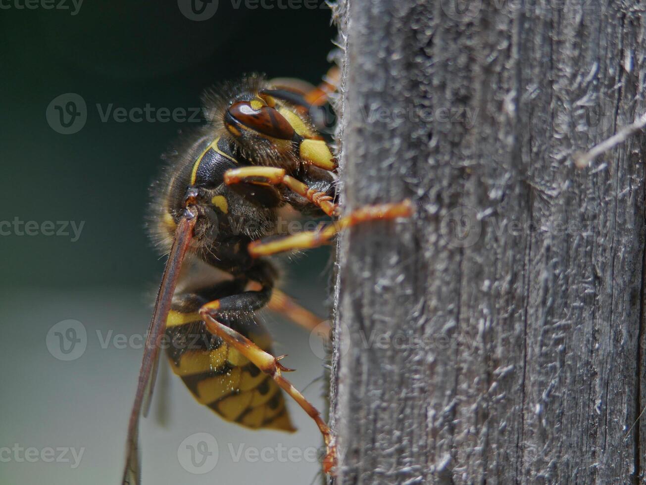 Macro photo of a bee seating on a wood